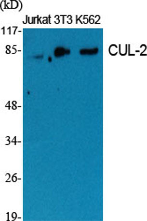 CUL-2 rabbit pAb