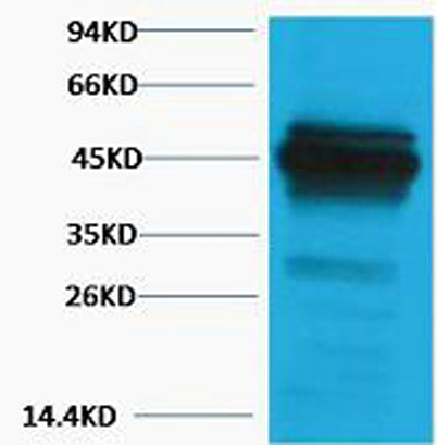 CK18 rabbit pAb