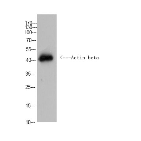 Actin beta Rabbit pAb(Caenorhabditis elegans)