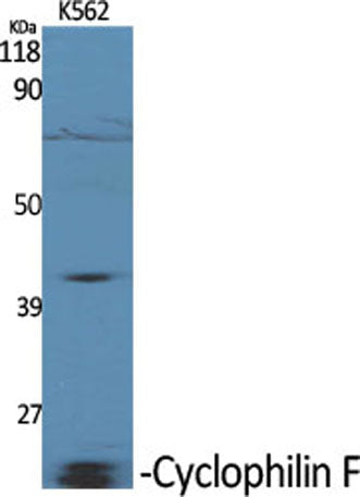Cyclophilin F rabbit pAb
