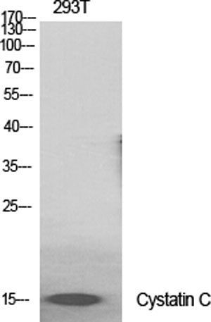 Cystatin C rabbit pAb