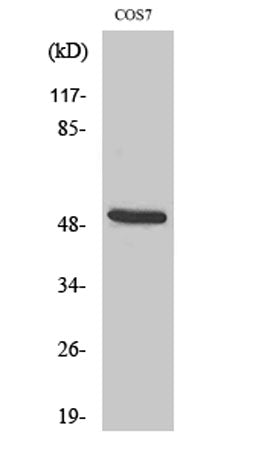 Cytokeratin 15 rabbit pAb