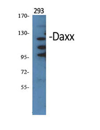 Daxx rabbit pAb