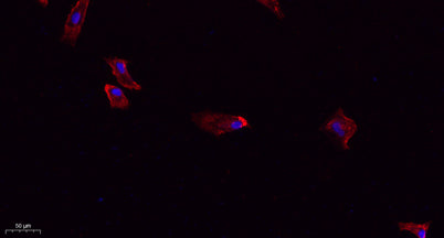 DRP1 rabbit pAb
