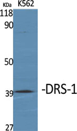 DRS-1 rabbit pAb