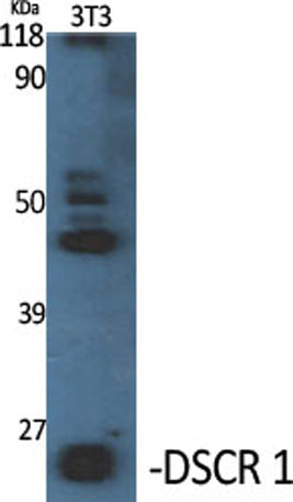 DSCR 1 rabbit pAb
