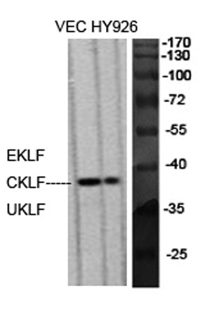 EKLF/CKLF/UKLF rabbit pAb
