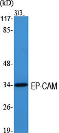 EP-CAM rabbit pAb
