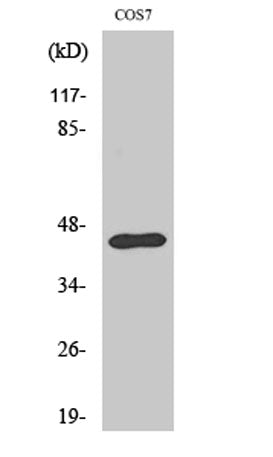 Ephrin-B1 rabbit pAb