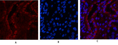 ERβ rabbit pAb