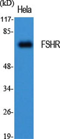 FSHR rabbit pAb