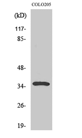 Galectin-4 rabbit pAb