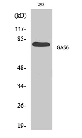 Gas6 rabbit pAb