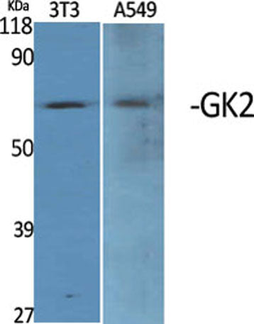 GK2 rabbit pAb
