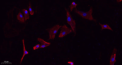 Glut1 rabbit pAb