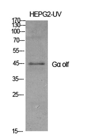 Gα olf rabbit pAb