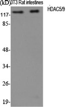 HDAC5/9 rabbit pAb