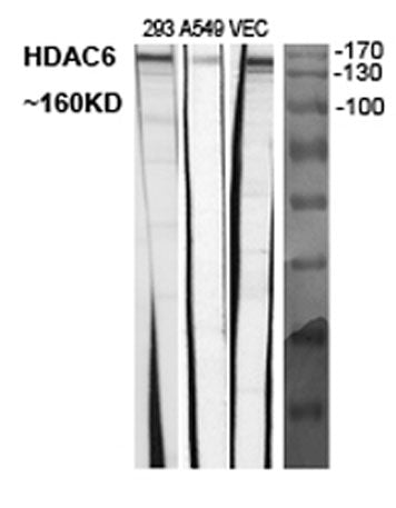 Histone deacetylase 6 rabbit pAb