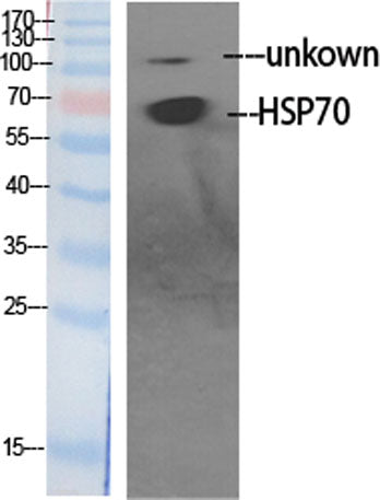 HSP70L rabbit pAb