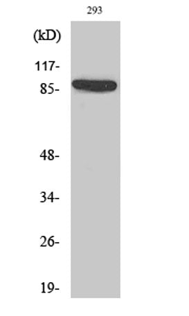 IL-4Rα rabbit pAb