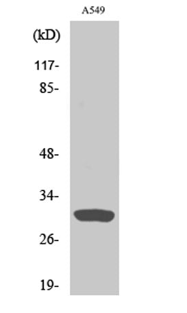 Inhibin β-C rabbit pAb
