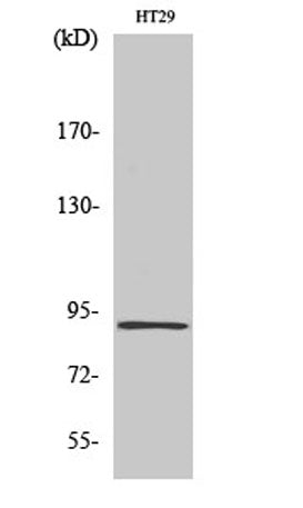 InsP 3-kinase C rabbit pAb