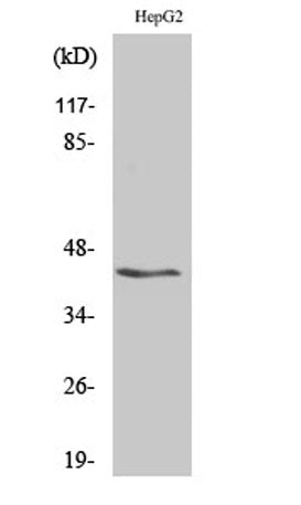 KVβ.3 rabbit pAb