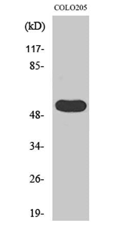 LPD lipase rabbit pAb