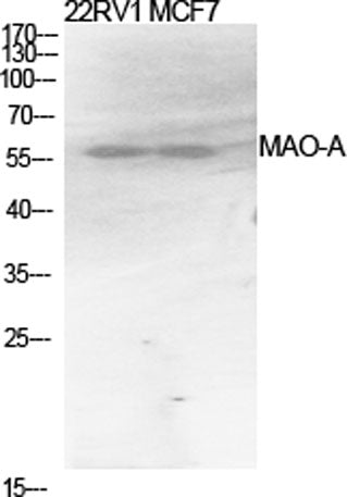 MAO-A rabbit pAb