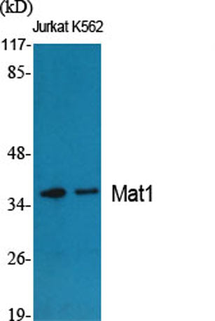 Mat1 rabbit pAb