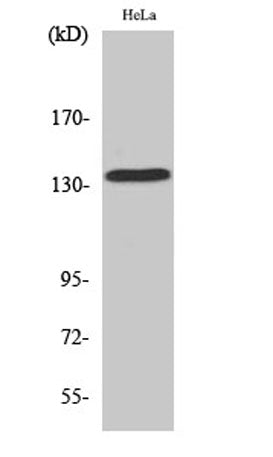 MaxiKα rabbit pAb