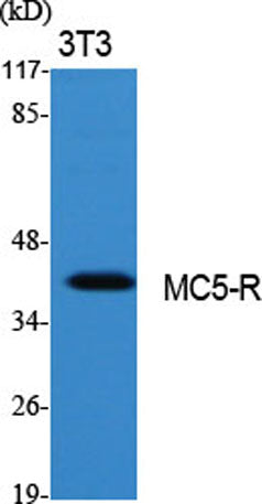 MC5-R rabbit pAb