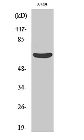 MMP-11 rabbit pAb