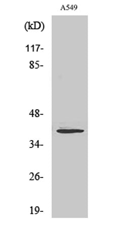 Myogenin rabbit pAb
