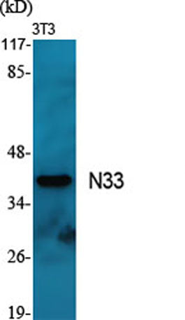 N33 rabbit pAb