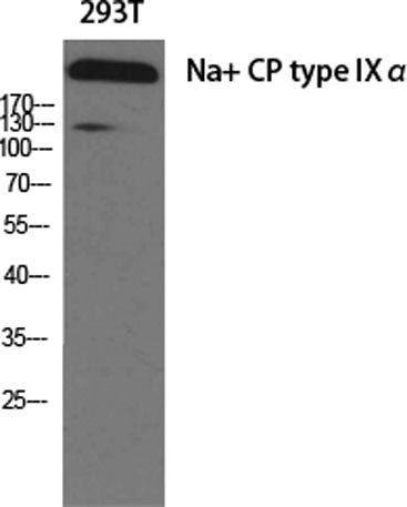 Na+ CP type IXα rabbit pAb
