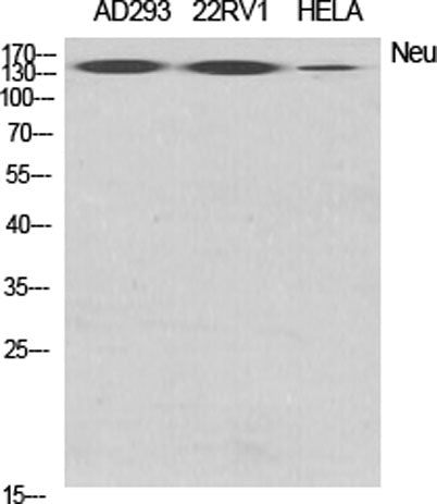 Neu rabbit pAb