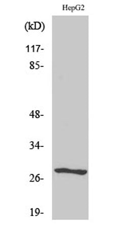 NPDC-1 rabbit pAb