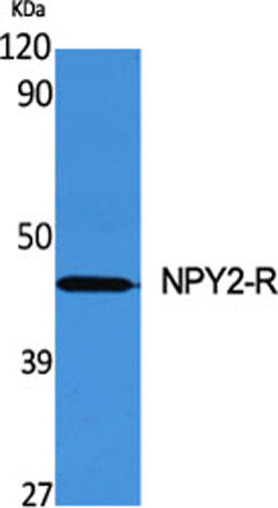 NPY2-R rabbit pAb