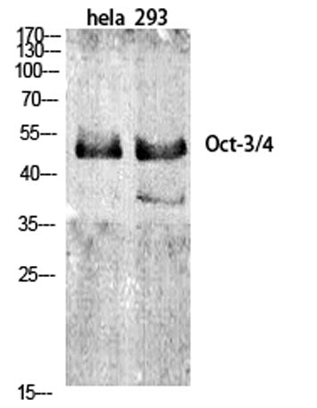 Oct-3/4 rabbit pAb