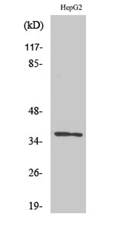 Olfactory receptor 10G7 rabbit pAb