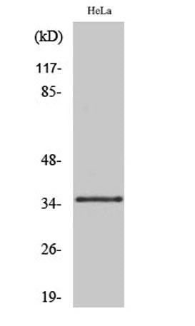 Olfactory receptor 10R2 rabbit pAb
