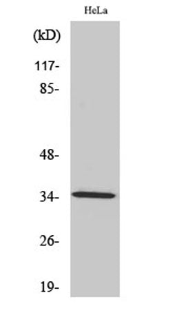 Olfactory receptor 2A4/7 rabbit pAb