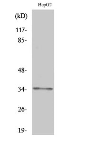 Olfactory receptor 2AG1/2 rabbit pAb