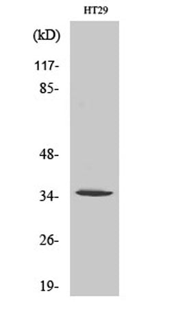 Olfactory receptor 2J2 rabbit pAb