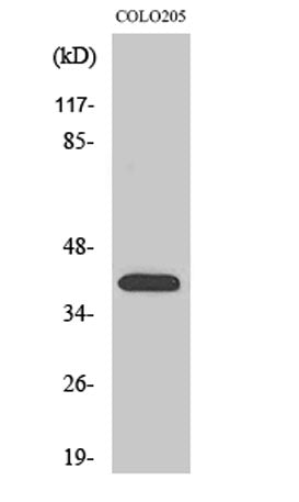 Olfactory receptor 4A16 rabbit pAb