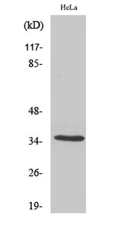Olfactory receptor 5F1 rabbit pAb