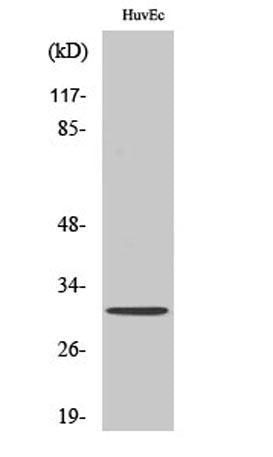 Olfactory receptor 6C68 rabbit pAb