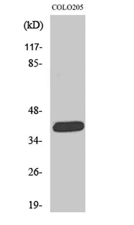 ORCTL2 rabbit pAb