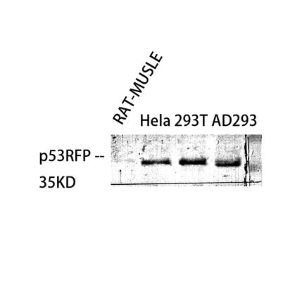 p53RFP rabbit pAb